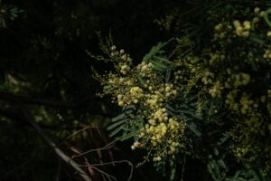 A wattle tree