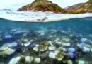 Australia’s Great Barrier Reef hit by record bleaching as oceans warm