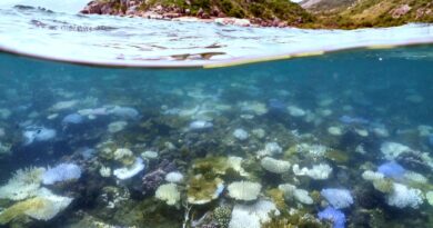 Australia’s Great Barrier Reef hit by record bleaching as oceans warm