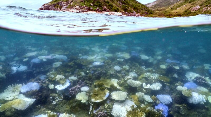 Australia’s Great Barrier Reef hit by record bleaching as oceans warm