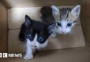 Cats electrocuted, drowned and starved cats in online torture groups, BBC finds