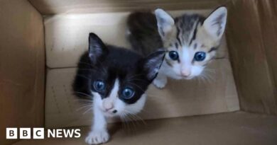 Cats electrocuted, drowned and starved cats in online torture groups, BBC finds