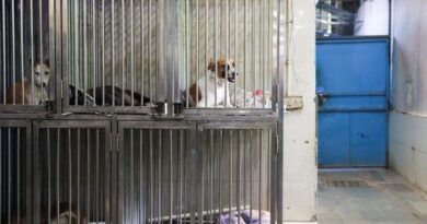 Rescued dogs are ket inside cages at Friendicoes Seca, a local animal welfare ngo in New Delhi, India, August 12, 2025. Reuters/bhawika chhabra