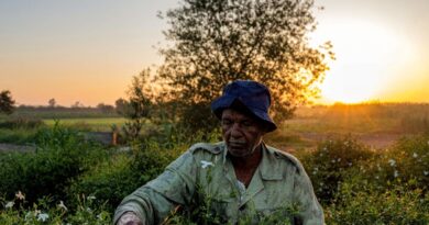 Egyptian farmers behind world's perfumes face climate fight alone