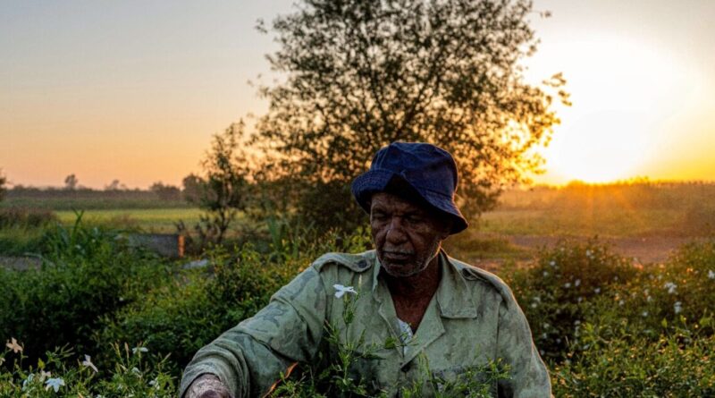 Egyptian farmers behind world's perfumes face climate fight alone