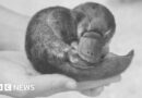 How the mystery of Winston Churchill's dead platypus was finally solved
