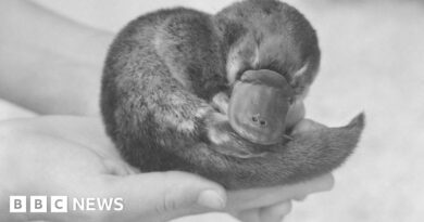 How the mystery of Winston Churchill's dead platypus was finally solved