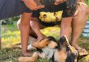 I didn't want my son to overdose on screen time this summer, so we're fostering a puppy. He's learning responsibility and time management.