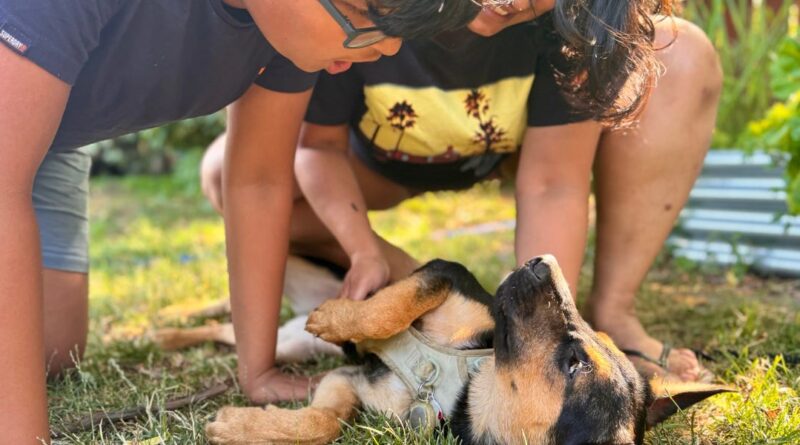 I didn't want my son to overdose on screen time this summer, so we're fostering a puppy. He's learning responsibility and time management.
