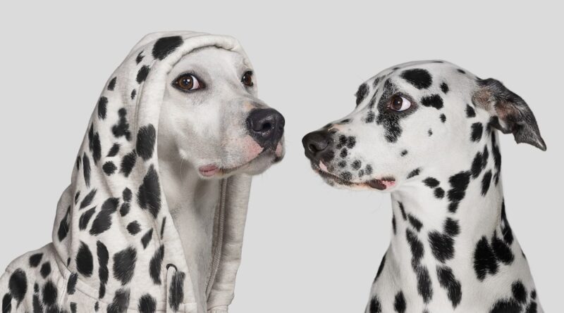 Dalmatian dog startled by white dog wearing hoodie with with spots, pretending to be a Dalmatian