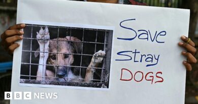 India's Supreme Court says Delhi stray dogs will not be sent to shelters