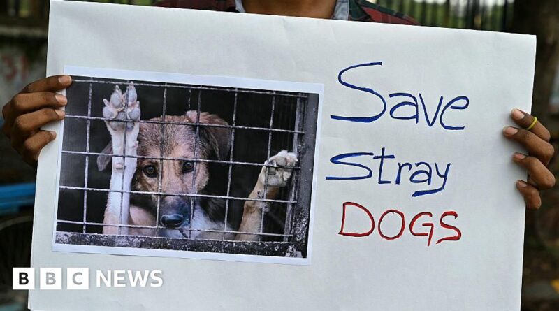 India's Supreme Court says Delhi stray dogs will not be sent to shelters