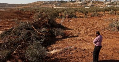 Israeli bulldozers uproot hundreds of trees in West Bank village
