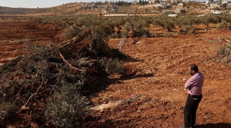 Israeli bulldozers uproot hundreds of trees in West Bank village