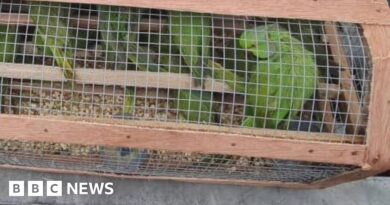 Nigeria seizes over 1,600 birds in 'largest' wildlife trafficking bust