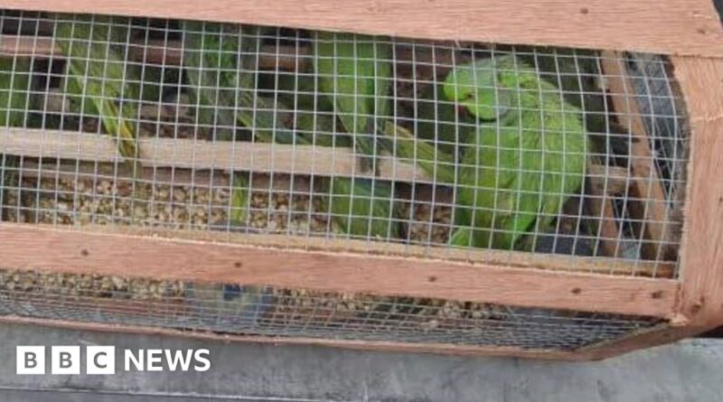 Nigeria seizes over 1,600 birds in 'largest' wildlife trafficking bust
