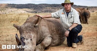 South African rhino horns turned radioactive to fight poachers