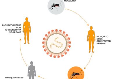 Interactive_Chikungunya_October24_2024-transmission