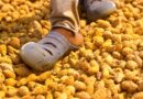 Turmeric is all the rage. So why can't Indian farmers cash in?