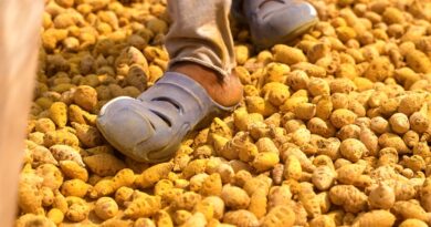 Turmeric is all the rage. So why can't Indian farmers cash in?