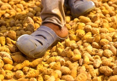 Turmeric is all the rage. So why can't Indian farmers cash in?