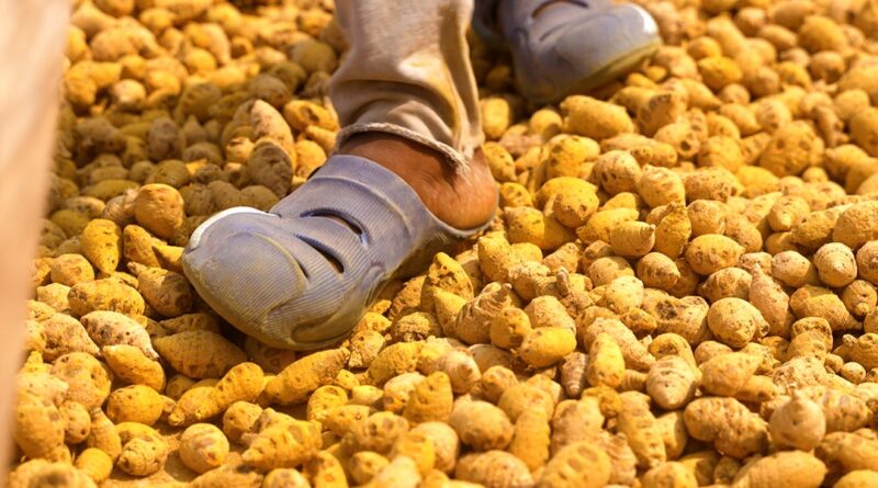 Turmeric is all the rage. So why can't Indian farmers cash in?