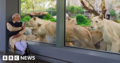 Vantara: India's top court sends investigators in to vast private animal collection