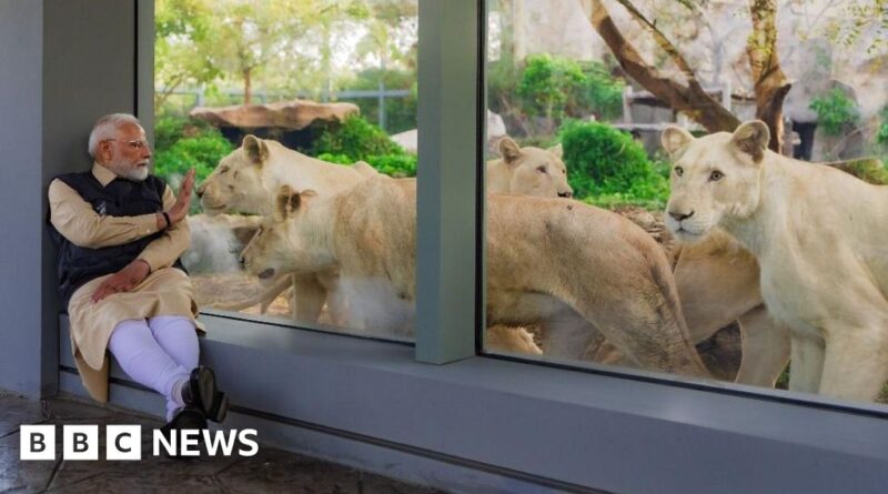 Vantara: India's top court sends investigators in to vast private animal collection