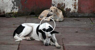Video: India Orders Removal of Stray Dogs