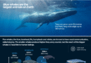 Interactive_Whales_stopsinging_August8_2025-1754659625