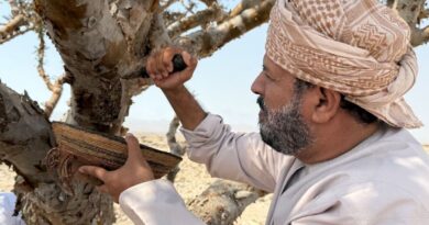 In oil-rich Oman, efforts to preserve frankincense 'white gold'