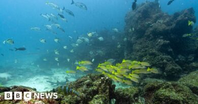 Key oceans treaty crosses critical threshold to come into force