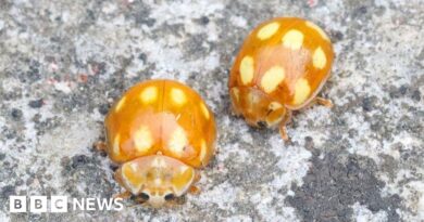 Rare ladybird recorded in the New Forest is a UK first