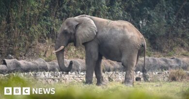 Shankar the elephant: The lonely life and death of Delhi's only African elephant