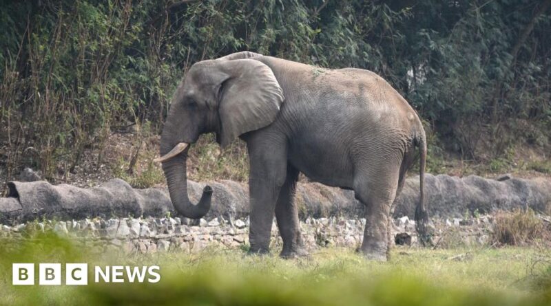 Shankar the elephant: The lonely life and death of Delhi's only African elephant