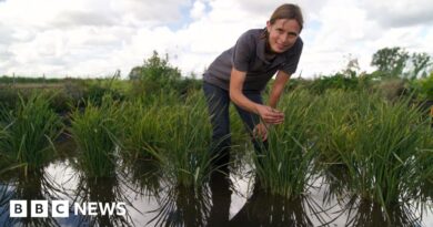 UK's first rice crop ripe for picking after hot summer