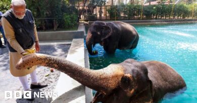 Vantara: Top court grants relief to private zoo run by billionaire Ambani family