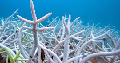 Tracing the worst coral bleaching event in recorded history – video