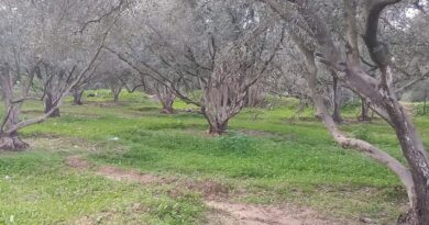 Gaza will be in the shadow of famine as long as we cannot plant our land