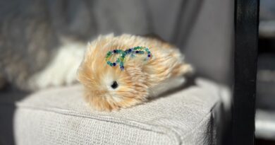 I spent a month living with a $430 AI pet, the Casio Moflin | TechCrunch
