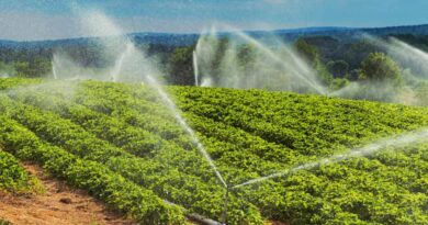 Sprinklers irrigate strawberry plants.