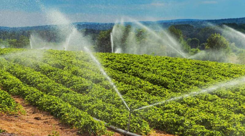 Sprinklers irrigate strawberry plants.