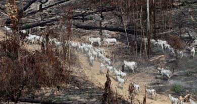 Cattle walk through a burned-out stretch of the Amazon rainforest.