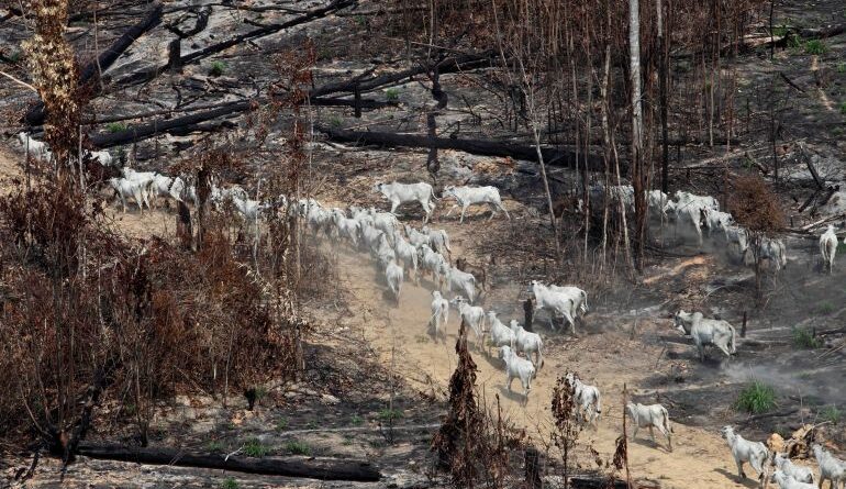Cattle walk through a burned-out stretch of the Amazon rainforest.