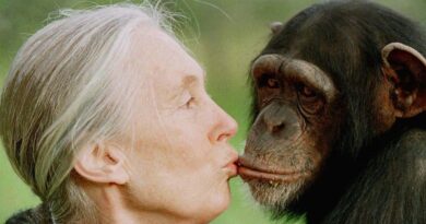 Jane Goodall, chimpanzee researcher and conservationist, is dead at 91