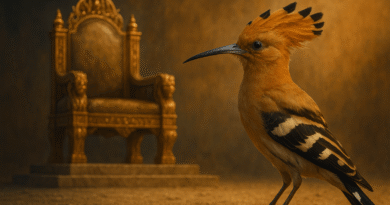 Knowledge Over Power: Lessons from Solomon’s Court