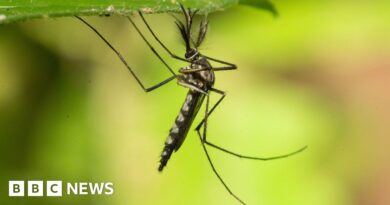 Mosquitoes found in Iceland for first time after record heat