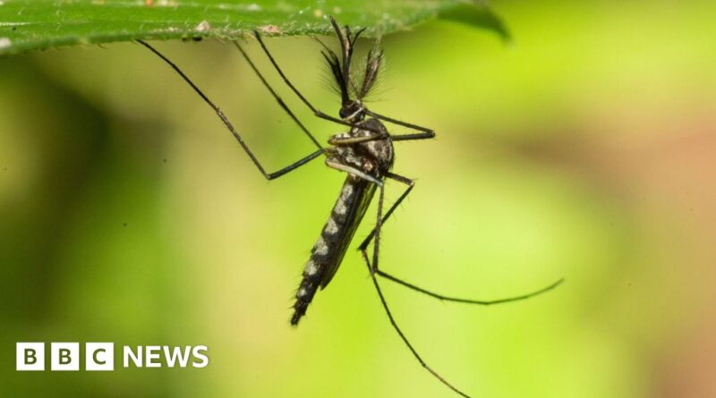 Mosquitoes found in Iceland for first time after record heat