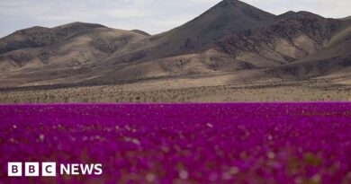 Rare wildflower bloom blankets Chile's Atacama desert