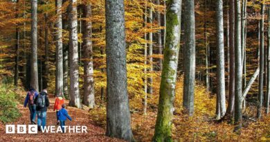 A family walking through a forest in autumn with brown leaves on the ground